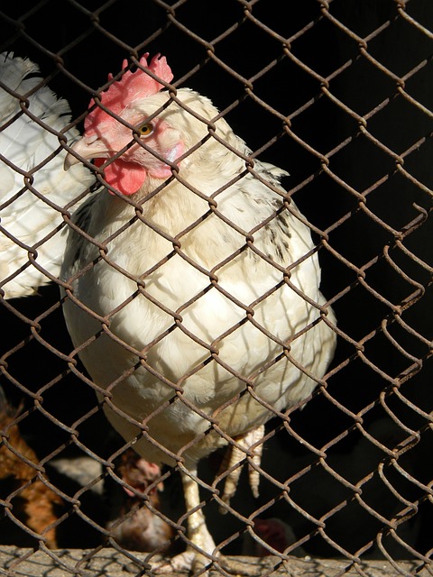 赛季还没开始呢！官方：贝西洛维奇辞职 王世龙成为同曦新任主帅